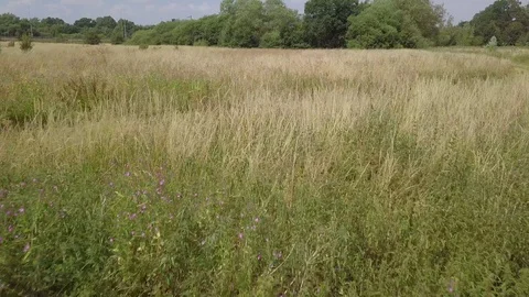 Low gliding shot over long grass in field 動画素材 93213717