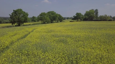 Low gliding shot over rapeseed flower field in full bloom Video stock 113865832