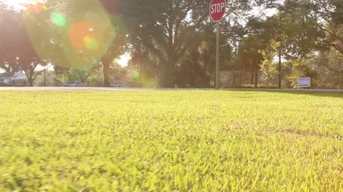 Low Grass Angle Stock Footage 142401585