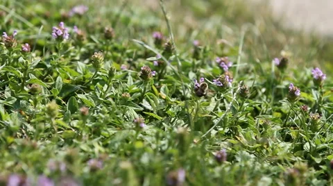 Low Grass Dolly with Bees Video stock 57718325