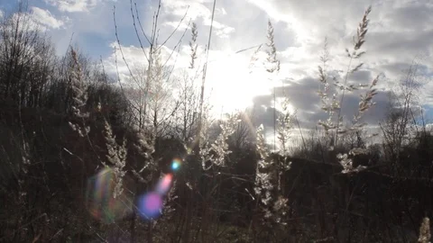 Low grass to the Sky. View through the grass Stock Footage 129579595