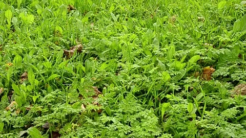Low grass is swayed by the wind. Stock Footage 140360656