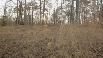 Low grass swaying in the wind Stock Footage 85800657