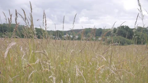 Low on grasses Vídeos de archivo 132749158