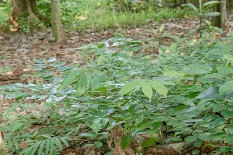 Low Green Shrubs Beneath Tropical Forest Shade Stock Photos