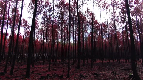 Low ground backward tracking of red tree trunks in slight low angle, Gironde Stockbeeldmateriaal 332065816