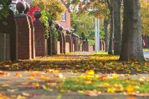 Low ground close up view of sidewalk with lots of colorful leaves Stock Photos