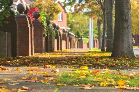 Low ground close up view of sidewalk with lots of colorful leaves Foto stock