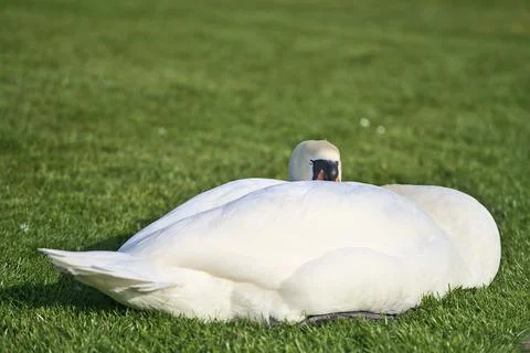 Low ground closeup view of big white swan (Cygnus) resting in sunshine on lawn Stock Photos