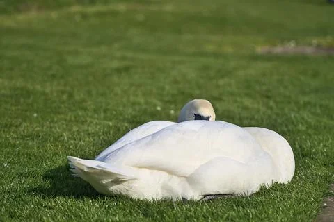 Low ground closeup view of big white swan (Cygnus) resting in sunshine on lawn Stock Photos