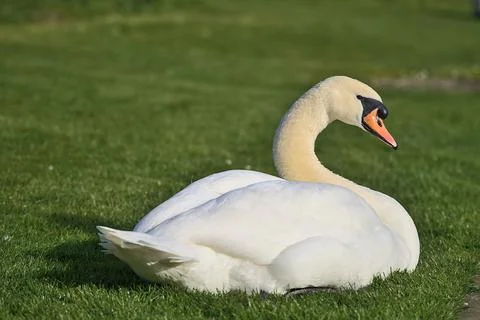 Low ground closeup view of big white swan (Cygnus) resting in sunshine on lawn Stock Photos