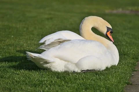 Low ground closeup view of big white swan (Cygnus) resting in sunshine on lawn Stock Photos