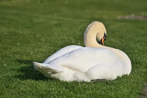 Low ground closeup view of big white swan (Cygnus) resting in sunshine on lawn Stock Photos