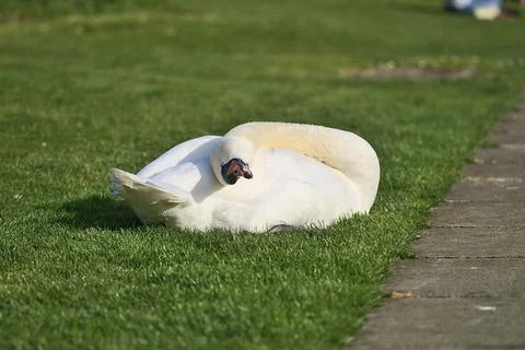 Low ground closeup view of big white swan (Cygnus) resting in sunshine on lawn Stock Photos