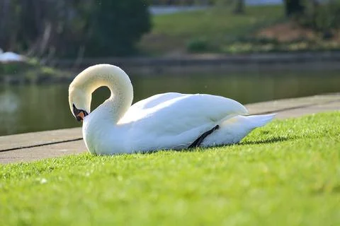 Low ground closeup view of big white swan (Cygnus) resting in sunshine on lawn Stock Photos