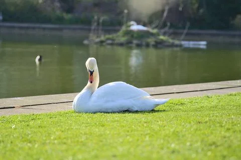Low ground closeup view of big white swan (Cygnus) resting in sunshine on lawn Stock Photos