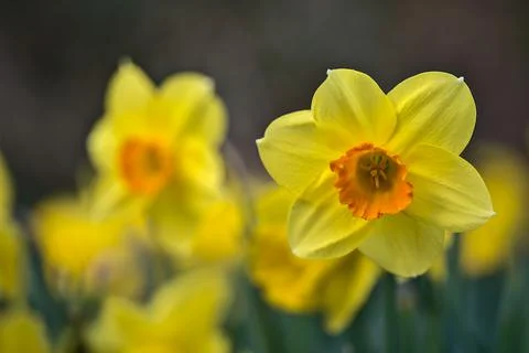 Low ground closeup view of single spring yellow daffodil (Narcissus) flower Stock Photos