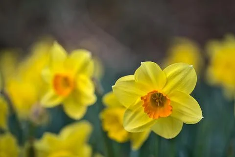 Low ground closeup view of single spring yellow daffodil (Narcissus) flower Stock Photos