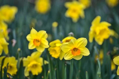Low ground closeup view of single spring yellow daffodils (Narcissus) flowers Stock Photos