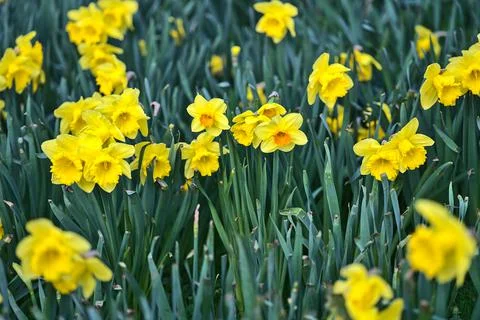 Low ground closeup view of single spring yellow daffodils (Narcissus) flowers Stock Photos