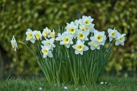 Low ground closeup view of spring white daffodils (Narcissus), yellow corolla Stock Photos