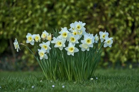 Low ground closeup view of spring white daffodils (Narcissus), yellow corolla Stock Photos