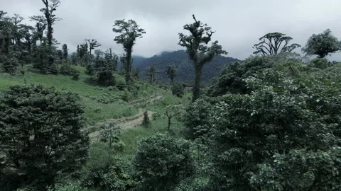 Low Ground Drone Fly Over Central Valley Rainforest Costa Rica 스톡 동영상 165902497