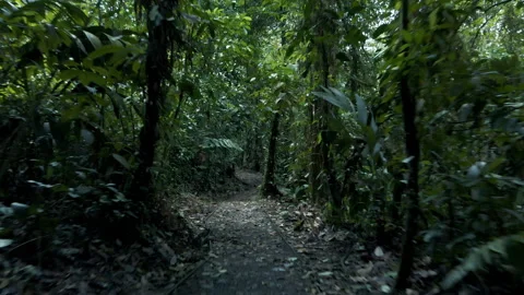 Low Ground Drone Fly Through in Braulio Carrillo Rainforest Costa Rica 스톡 동영상 165899906