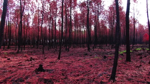 Low ground forward tracking between red tree trunks in forest, Gironde Stock Footage 332065274