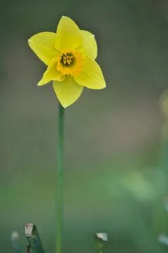 Low ground macro vert view of a single spring yellow daffodil (Narcissus) Stock Photos