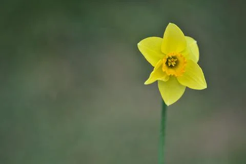 Low ground macro view of a single spring yellow daffodil (Narcissus) flower Stock Photos