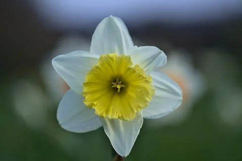 Low ground macro view of spring white daffodil (Narcissus) flower Stock Photos