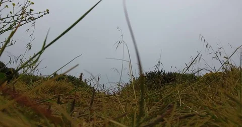 Low to the ground staring at grass blown by the wind 4k 24fps Vídeo Stock 76727453