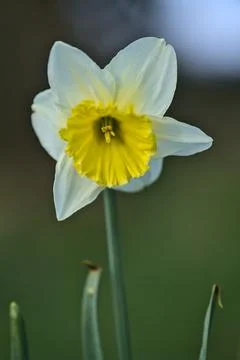 Low ground vertical macro view of single spring white daffodil (Narcissus) Stock Photos