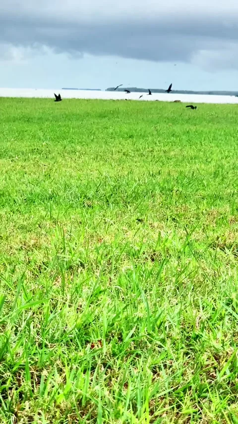 Low Ground View of Birds Diving Over Green Grass Field on Overcast Day Stock Footage 320186710