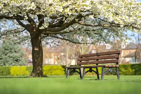 Low ground view of single bench beside delicate white blooming cherry tree Stock Photos