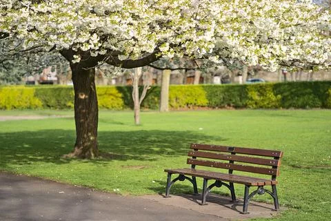 Low ground view of single bench beside delicate white blooming cherry tree Stock Photos