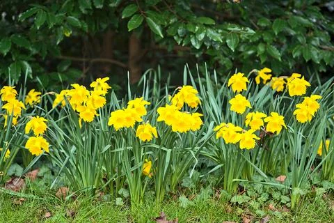 Low ground view of spring yellow daffodil (Narcissus) flowers in Stephens Green Stock Photos