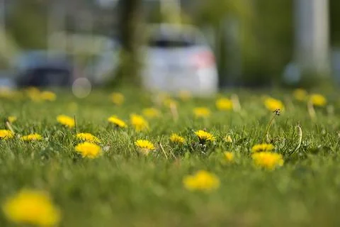 Low ground view of spring yellow dandelion Taraxacum officinale flowers on lawn Stock Photos