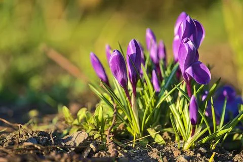 Low ground view of violet spring unopened crocus flowers against blurry grass Stock Photos