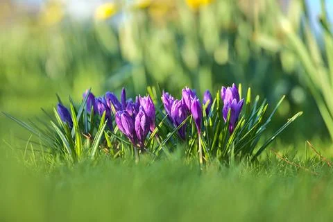 Low ground view of violet spring unopened crocus flowers against blurry grass Stock Photos