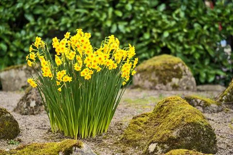 Low ground view of yellow daffodil (Narcissus) flowers growing among stones Stock Photos