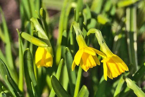 Low ground view of young spring opening yellow daffodils (Narcissus), Dublin Stock Photos
