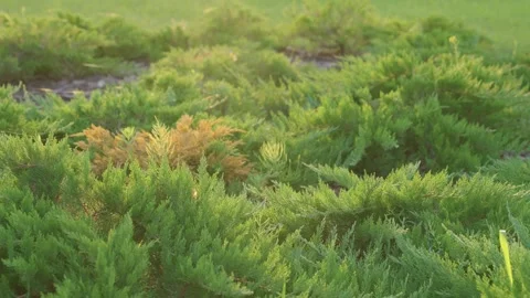 Low-growing Cossack Juniper bushes grow in local park Video stock 274249158
