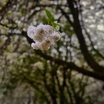 Low Hanging Blooms Stock-Fotos