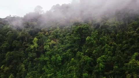 Low hanging clouds drifting across dense humid tropical rainforest Stock Footage 346298747