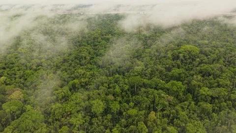 Low hanging clouds drifting over lush Amazon rainforest, revealing verdant 스톡 동영상 308418430