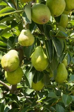 Low Hanging Fruit Pears Stock Photos