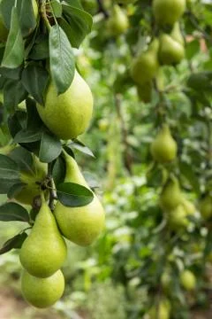 Low Hanging Fruit Pears Stock Photos