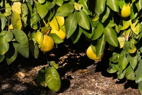 Low Hanging Fruit Stock Photos
